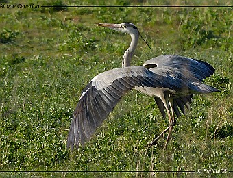 Animali 237